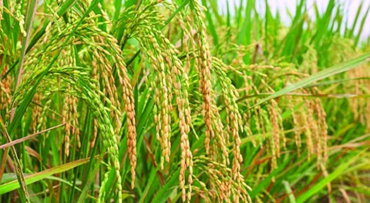 Dinajpur exceeds Aman cultivation target with 273,750 hectares