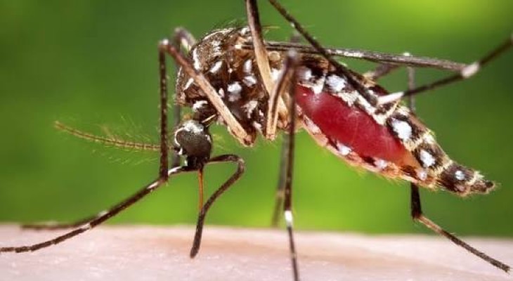 280 new dengue patients hospitalised in Khulna Division in 24 hours